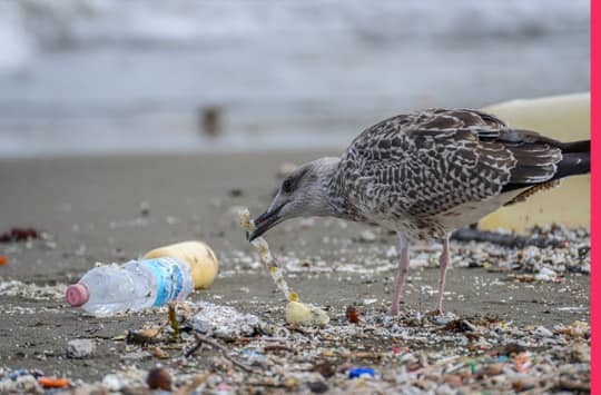 Mikroplastik – Bedrohung der Lebensmittel und Verbrauchenden?