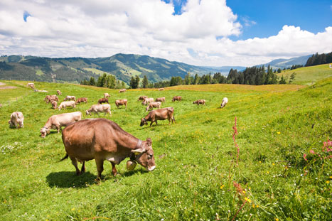 BUND: EU-Agrarsystem