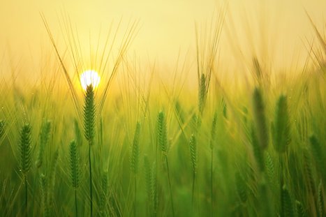 barley field g3d789df73 1920 Kopie