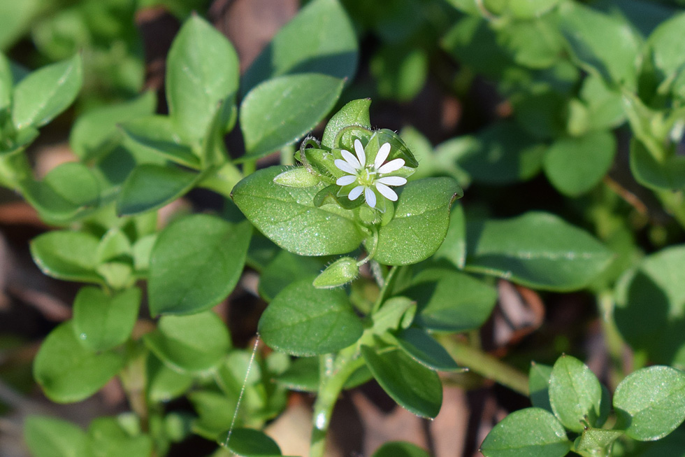 tiny white flower 2081070 gr