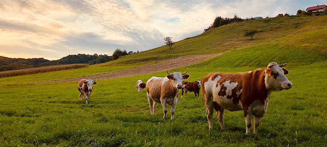 BUND: EU-Agrarsystem