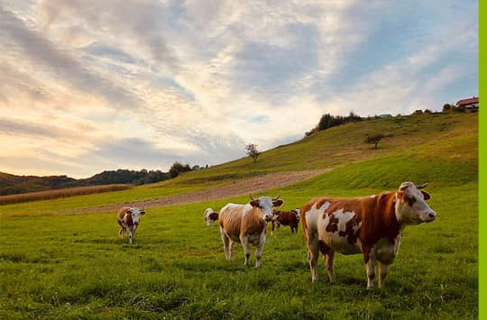 BUND: EU-Agrarsystem